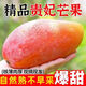 海南貴妃芒果新鮮樹上熟芒果紅金龍應(yīng)季當(dāng)季熱帶時(shí)令水果整箱CC 3斤大果【約150g+】