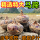 【荔浦荸薺】現(xiàn)挖特大荔浦馬蹄荸薺清甜多汁新鮮水果廣西桂林特產(chǎn) 【凈重3斤】特大果 果徑≥4cm
