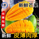 海南金煌芒果 生鮮水果芒果 5斤整箱/ 單果100-130g