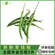 綠食者新鮮青線椒500g 農(nóng)家自種蔬菜尖椒青辣椒長(zhǎng)椒小杭椒 5件包郵 500g