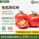 綠源禾心有機西紅柿新鮮采摘大番茄生吃炒飽滿(mǎn)自然成熟健康輔食無(wú)農殘蔬菜 一斤