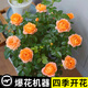 果汁陽(yáng)臺(tái)月季盆栽四季開(kāi)花卉玫瑰鮮花帶花苞陽(yáng)臺(tái)爬藤植物薔薇花苗 果汁陽(yáng)臺(tái)帶花發(fā)貨送肥料 不含盆