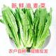 油麥菜新鮮蔬菜莜麥菜香麥菜農家自種農家生鮮小油菜炒菜時(shí)令蔬菜 油麥菜1500g