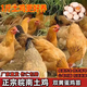 半大小土雞活苗純種小土雞農(nóng)村散養(yǎng)柴雞小雞活苗小雞仔皖南土雞苗 4-5兩土雞10只（公母備注）