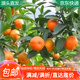 萌肉居桔子苗橘子苗嫁接樹(shù)苗砂糖橘苗盆栽地栽苗橘子小苗1棵源頭直發(fā)