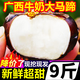 黃六爺廣西牛奶大馬蹄荸薺新鮮5斤水果珍珠馬蹄蓮無為荸薺馬蹄果包郵 新鮮脆甜多汁 1斤【果王】約13-18個