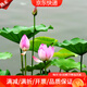花琴蓮子種子荷花種子水培植物種子荷花蓮子種子混色0.5kg源頭直發(fā)