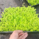金葉佛甲草盆栽花壇綠化宿根花卉屋頂陽(yáng)臺(tái)耐寒耐旱草坪青葉佛甲草 金葉佛甲草方盤1盆