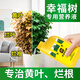 史丹利幸福樹專用營養(yǎng)液肥料急救葉子發(fā)黃掉葉黃葉干枯復(fù)活液 幸福樹營養(yǎng)液