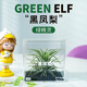 創(chuàng  )享綠洲空氣鳳梨無(wú)土養護創(chuàng  )意綠植送禮物植物辦公室桌面鮮活多肉盆栽擺件 黑鳳梨（綠精靈） 空氣鳳梨
