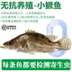 太湖?！粳F殺鮮活鱖魚(yú) 無(wú)抗生素檢測】整條桂魚(yú) 淡水魚(yú)類(lèi)桂花魚(yú)生鮮水產(chǎn) 小鱖魚(yú)（150g*6條）兒童裝