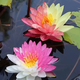 景郁春 JIRYUCUR睡蓮水培植物四季水養(yǎng)荷花水蓮花池塘睡蓮根塊3個復色源頭直發(fā)