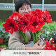 海蒂的花園朱頂紅進(jìn)口重瓣種球室內陽(yáng)臺球根花卉植物源頭直發(fā)包郵 南非朱頂紅新年快樂(lè )24/26 12+