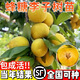 蜂糖李子苗嫁接特大晚熟脫骨青脆李子果樹(shù)苗南北方種三華李子樹(shù)苗 蜂糖李40~70cm高次年結果 70cm(含)-79cm(含)
