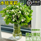 京悠雨德國品質(zhì)水培茉莉花鮮花束四季開花云南基地直發(fā)家用插花卉盆栽室 特級水培茉莉1盆【6年苗10-14顆】+送專用營養(yǎng) 不含花瓶