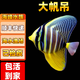 藍吊七彩大帆天狗粉藍紫三角黃狐貍海水觀(guān)賞魚(yú)活體小丑魚(yú)吊類(lèi)合集 印尼大帆吊5-7（已檢疫開(kāi)口）