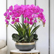 元族【2小時(shí)達】大花蝴蝶蘭盆栽蘭花鮮花同城配送長(cháng)輩節日生日禮物 8株紫色蝴蝶蘭盆栽-招財進(jìn)寶（花盆類(lèi)似）