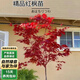 泰西絲紅楓樹苗盆景盆栽庭院綠化苗  紅楓小苗約0.5cm粗不含盆 源頭直發(fā)