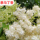 霖畔紫丁香花樹(shù)苗庭院陽(yáng)臺(tái)盆栽地栽白黃花卉室外綠植耐寒易活四季開(kāi)花 爆馬丁香4年苗當(dāng)年開(kāi)花叢生苗