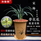 華香園春蘭老八種【宋梅】蘭花苗濃香型養(yǎng)蘭入門(mén)室內(nèi)耐陰綠植花卉 宋梅5苗帶盆(黃色盆)帶花苞