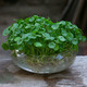 種花迷銅錢(qián)草水培植物室內辦公室面盆栽花卉四季常青綠植凈化空氣懶人 銅錢(qián)草帶葉子1盆+玻璃盆+營(yíng)養液 不含盆