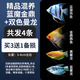 瘋狂水草神仙魚活體七彩燕魚熱帶觀賞魚淡水水族寵物熱帶耐活魚苗小型 精品混養(yǎng)藍魔金鼎+雙色曼龍
