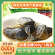 陸龍5A黃泥螺粒大脂豐即食野生醉泥螺古法制作寧波特產(chǎn)老字號(hào)海鮮水產(chǎn) [冷凍]5A黃泥螺300g*2瓶