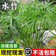 逸樂寵水培植物水竹風(fēng)車草旱傘草魚池塘造景凈化水質(zhì)小盆栽魚缸龜缸綠植 水竹15-25厘米高8顆