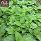 壽禾莧菜種子漢菜蔬菜四季菜籽陽(yáng)臺(tái)葉菜類(lèi)種籽夏秋播種青菜種植種子 白圓葉莧菜種子50g