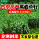 斡爾牧場進(jìn)口多年生黑麥草種子四季耐寒牧草種子雞鴨牛羊魚草畜牧養(yǎng)殖草籽