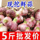 鶴來香山東金鄉(xiāng)大蒜頭紫皮新蒜蔬菜大祘農(nóng)家多瓣新鮮紅皮蒜當季新大頭蒜 2025年【鮮蒜特大果】帶箱5斤 精品新大蒜