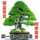 買(mǎi)一發(fā)二迎客松盆景花卉室內外四季常青耐寒松樹(shù)盆景地栽盆栽植物 13年精品苗【買(mǎi)1發(fā)2】送盆+肥