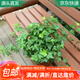 萌肉居常春藤盆栽好養(yǎng)植物垂吊蘭水培四季爬藤/常青藤原盆土源頭直發(fā)