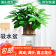 萌肉居發(fā)財(cái)樹(shù)盆栽招財(cái)花卉綠植常綠桌面植物三桿發(fā)財(cái)樹(shù)+早安盆源頭直發(fā)