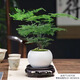 佰花錦新中式文竹桌面盆栽綠植辦公室客廳盆景茶臺臥室好養綠植花卉植物 【送圓底座】文竹+陶瓷白圓盆+苔蘚鋪面 20-30cm