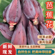 果坊情廣西新鮮芭蕉花新鮮香蕉花芭蕉花蕾芭蕉心花蕾可食用綠色蔬菜野生 5斤