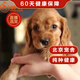帥帥名寵 英國可卡犬 幼犬活體 寵物狗狗活體 幼犬幼崽小狗 視頻挑選 寵物級可卡犬
