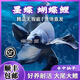純種臺灣蝴蝶鯉魚好養(yǎng)耐活淡水冷水觀賞魚金魚錦鯉大尾大鰭活體 精品墨碟【蝴蝶鯉】26-28厘米1條