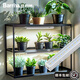 BARRINA佰利納 植物補(bǔ)光燈全光譜熱植、多肉、蘭花補(bǔ)光植物生長(zhǎng)燈 1條裝