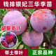 錢(qián)排三華李子樹(shù)苗嫁接水果樹(shù)苗新品種紅心早熟脫骨蜂糖車(chē)李子樹(shù)苗 前排三華李 兩年苗（帶葉帶土）