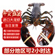 鷺珊島 鮮活波士頓龍蝦 鮮活波龍 海鮮大龍蝦生鮮禮品大蝦 900-1000g/只 大龍蝦1只