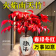 京悠雨德國(guó)品質(zhì)火焰南天竹盆栽紅葉植物觀葉盆景室內(nèi)耐寒年宵花卉辦公室 火焰南天竹+歡喜陶瓷盆(送復(fù)古底座+鋪面石) 【紅 帶盆栽好