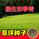 蓿蕾草坪草籽四季常青護坡綠化高羊茅黑麥草狗牙根馬尼拉矮速生草種子 