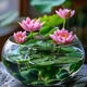 昂景碗蓮種子蓮花荷花種子魚(yú)缸池塘水培綠植花卉種籽已開(kāi)口包發(fā)芽水草 開(kāi)口碗蓮種子35粒