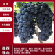 譽(yù)滿(mǎn)園巨峰葡萄苖陽(yáng)光玫瑰藍寶石葡萄樹(shù)苗無(wú)籽南方北方種植盆栽庭院爬藤 黑提無(wú)核葡萄苗7年苗當年結果