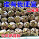 細辛【大蒜種子】發(fā)芽大蒜蒜苗蒜黃種植蒜瓣有內芽催芽蒜種水培大蒜苗 【不是蒜瓣】1000粒精品大蒜種子