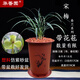 華香園春蘭老八種【宋梅】蘭花苗濃香型養蘭入門(mén)室內耐陰綠植花卉 宋梅5苗帶盆(紅色盆)帶花苞