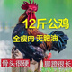 諾斯食美散養(yǎng)兩年老公雞 農(nóng)村大公雞現(xiàn)殺鮮雞肉土雞新鮮 毛重-12斤 散養(yǎng)大公雞