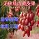 新品種紅肉無核黃皮果樹苗當年結果抗寒耐旱嫁接黃皮果苗盆栽地栽 紅肉無核黃皮果 2年苗(好養(yǎng)活)