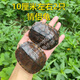 放生烏龜活體中華草龜許愿祈福轉運招財龜長(cháng)壽龜中國本土烏龜 放生情侶龜10厘米2只